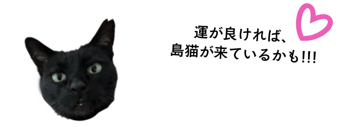 運が良ければ、島猫が来ているかも!!!