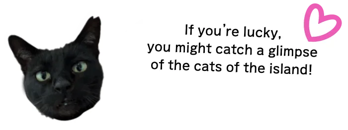 If you're lucky, you might catch a glimpse of the cats of the island!