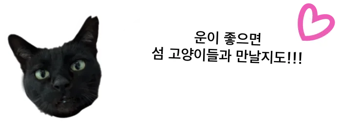 운이 좋으면 섬 고양이들과 만날지도!!!