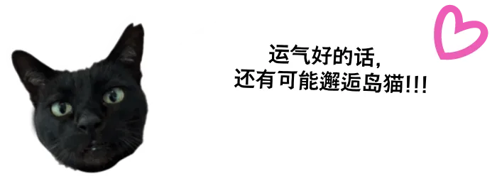 运气好的话，还有可能邂逅岛猫!!!